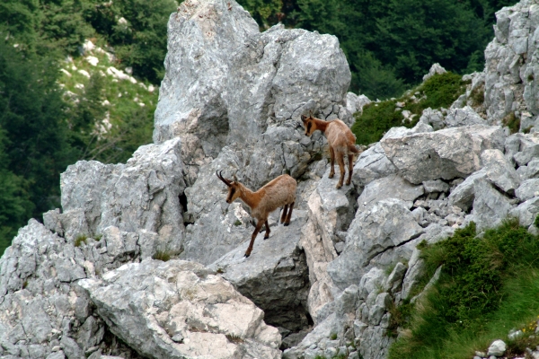 Camoscio d''Abruzzo Rupicapra pyrenaica ornata